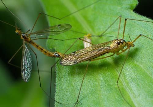 蚊子怕什么味道（蚊子怕什么味道的精油）