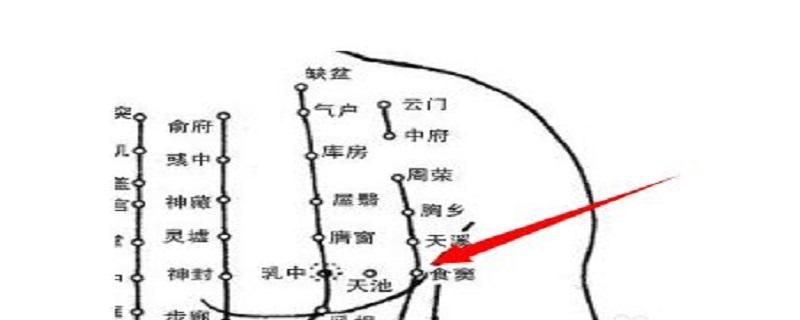 食窦在哪个位置图片（食窦准确位置图和作用及功效）