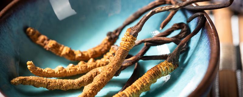 冬虫夏草能补肾吗(冬虫夏草怎么吃补肾吗)