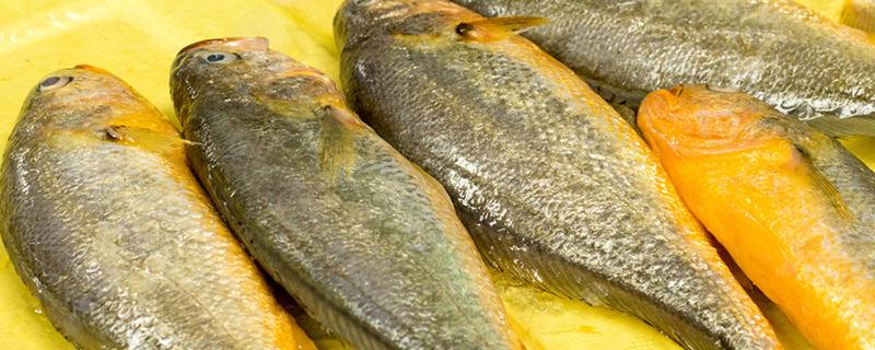 黄鱼的热量是多少千焦 黄鱼的热量是多少大卡