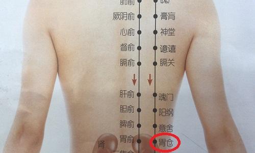 胃仓的准确位置图片（胃部准确位置图片）