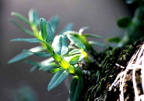 铁皮石斛可以泡茶喝吗（铁皮石斛可以泡茶喝吗?）