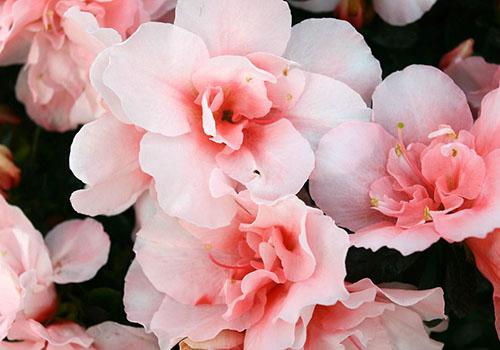 夹竹桃可以放室内养吗 夹竹桃放室内养有什么危害