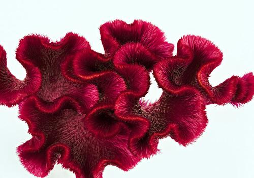 鸡冠花的营养价值（鸡冠花的价值和用途）