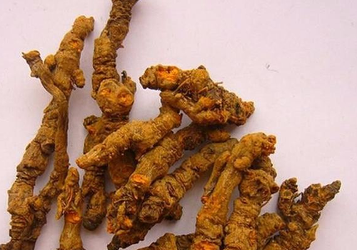 黄连的营养价值