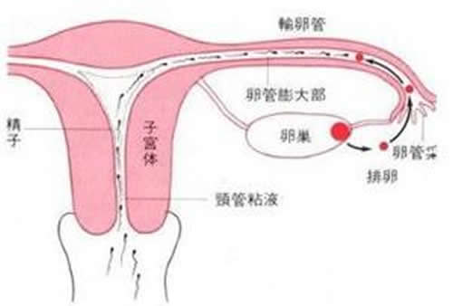 排卵期同房不孕原因（排卵后同房不孕原因）