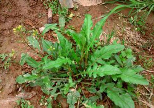 荠菜可以生吃吗