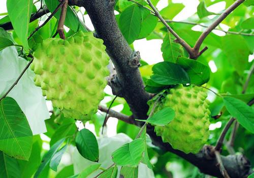 糖尿病人能吃番荔枝吗 糖尿病人可以吃荔枝?