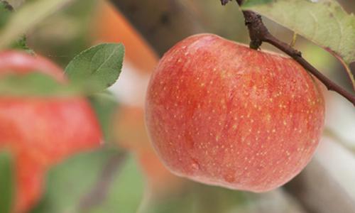 多囊卵巢综合症可以喝豆浆吗 多囊卵巢综合症可不可以喝豆浆