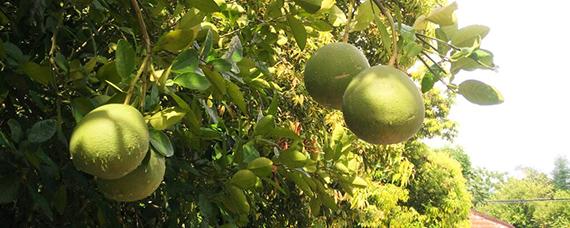 吃柚子会便秘吗 吃柚子会便秘吗?