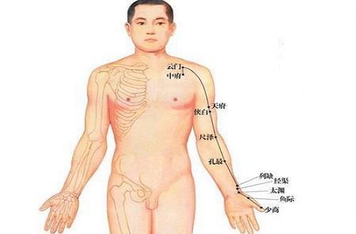 手太阴的准确位置图片 手太阴的准确位置图片和作用