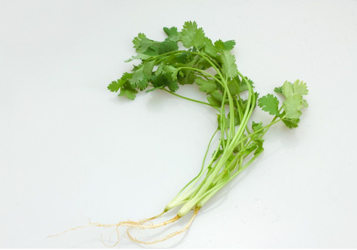 香菜根有什么作用 这些被你扔掉的好东西