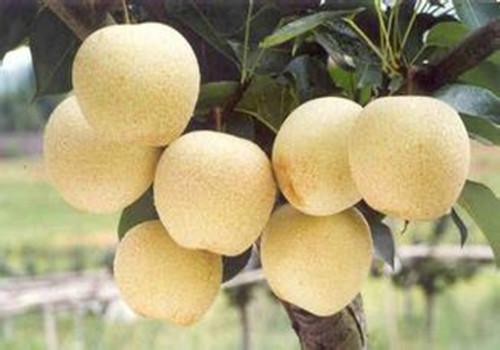 晚上吃雪梨会胖吗