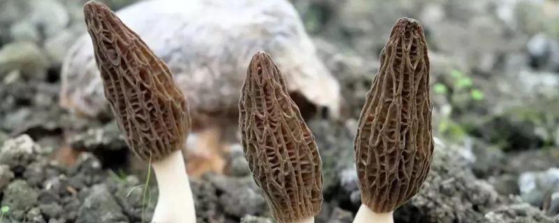 羊肚菌有毒吗 干的羊肚菌有毒吗