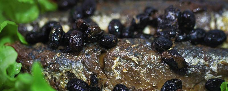 金枪鱼罐头的功效与作用 金枪鱼罐头营养成分