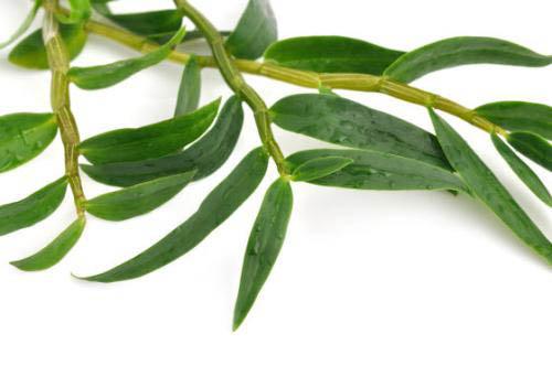 铁皮石斛的作用 铁皮石斛的作用与副作用