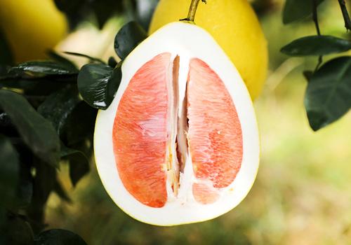 一岁半的宝宝能吃柚子吗 一岁半的宝宝能吃柚子吗?