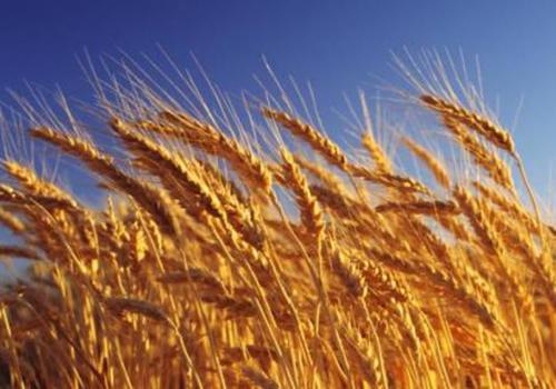 小麦吃了有什么好处 小麦分为几类