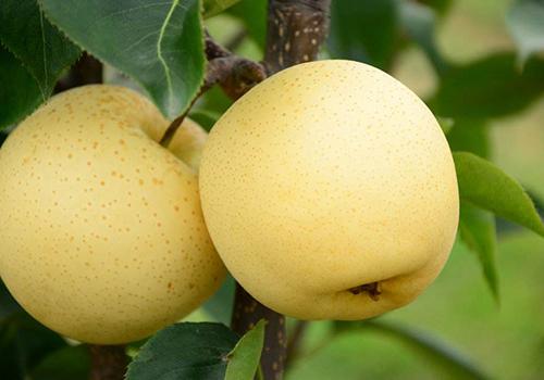 梨的营养价值 秋月梨的营养价值