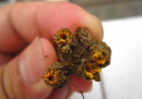 嘴巴里面溃疡小秘方(嘴巴里面溃疡该用什么偏方呀)