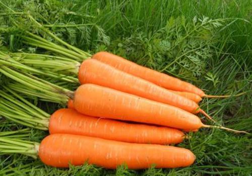 胡萝卜吃了有什么好处 食用胡萝卜要注意什么