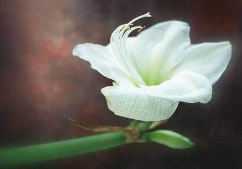 鲜百合有毒吗 吃百合会中毒吗
