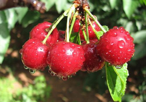 糖尿病吃什么水果好 糖尿病吃什么水果好点