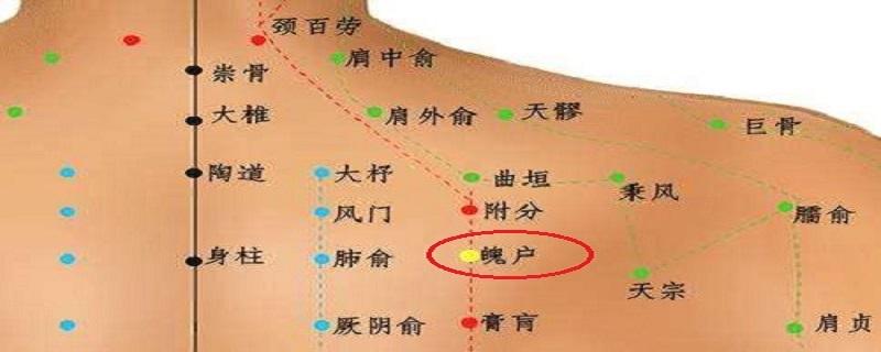 魄户准确位置图和作用(魄户准确位置图和作用视频)