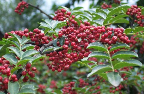 花椒的作用 一颗花椒九种良药
