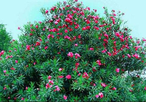 夹竹桃有毒为什么还种 夹竹桃有毒为什么还种在学校
