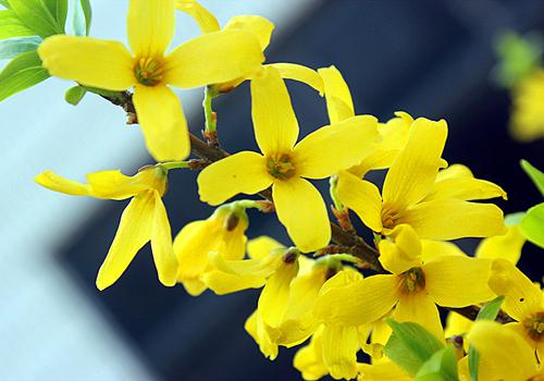 红眼病吃什么药好得快（红眼病怎么治疗最快好吃什么药）