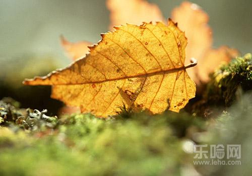 驱虫药什么时候吃最好