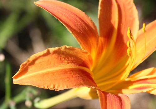 黄花菜吃的是什么部位（黄花菜吃的是什么部位?）