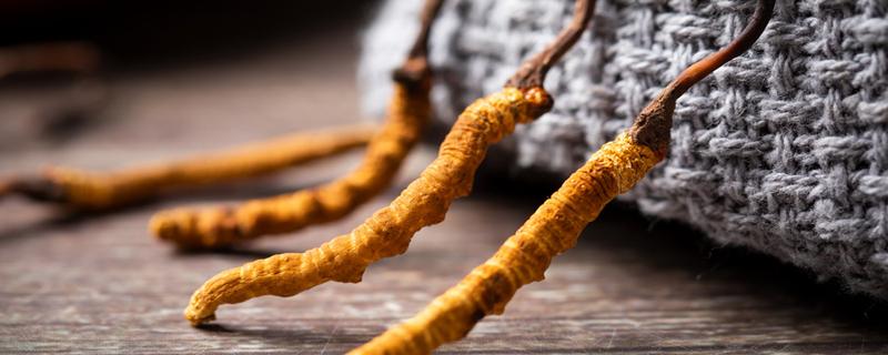 冬虫夏草储存应该冷冻还是冷藏 冬虫夏草需要冷藏保存吗