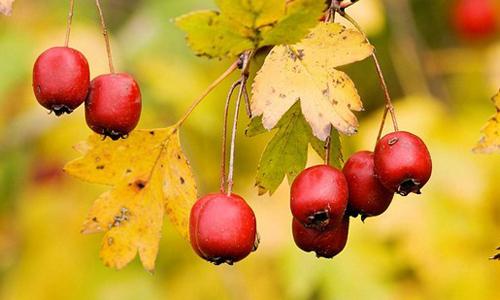 吃了山楂会不会影响月经 月经不规律怎么办