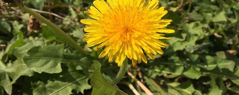 蒲公英根经期能喝吗 生理期可以喝蒲公英根吗