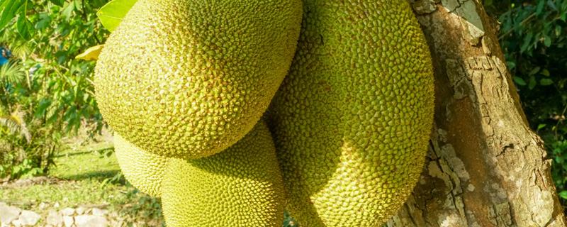 7成熟菠萝蜜放几天能熟 如何辨别菠萝蜜生熟