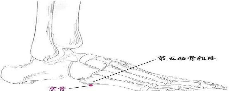 京骨的位置图和作用 京骨准确位置图