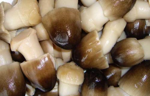 近视吃什么好（预防眼睛近视吃什么好）