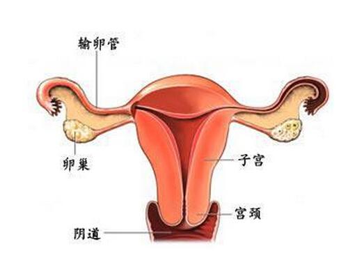 输卵管疏通后多久怀孕（输卵管疏通后多久怀孕比较好）