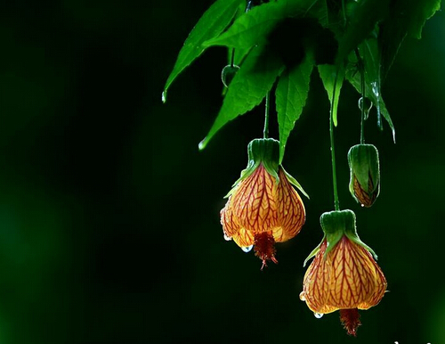 保养心脏的方法 心脏如何保养常识