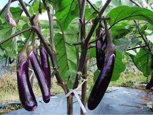 高血压吃什么食物可以降 高血压吃什么食物可以降胆固醇