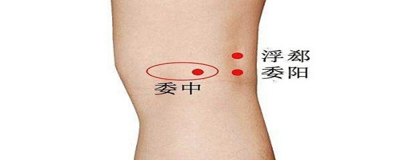 委中的准确位置图 委中的准确位置图作用功效