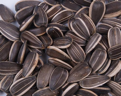 减肥可以吃瓜子吗（减肥不可以吃瓜子吗）