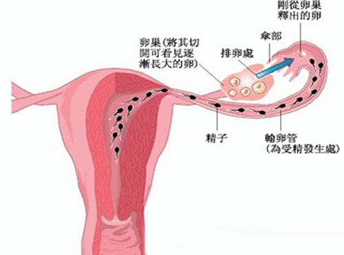 输卵管堵塞还能排卵吗（输卵管管堵塞还能排卵吗）