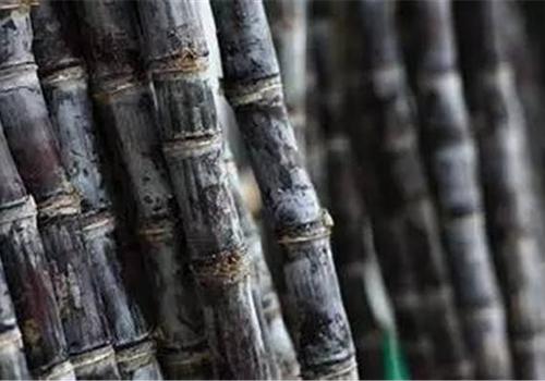 清明蔗毒过蛇是真的吗（为什么清明蔗毒过蛇）