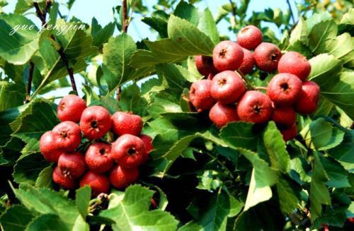 怀孕不能吃什么水果(怀孕不能吃什么水果吃了会流产)