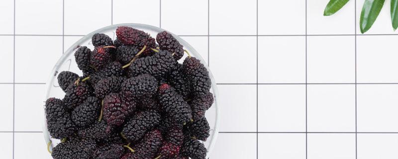 桑葚泡酒能治白发吗（桑葚泡水治白发）