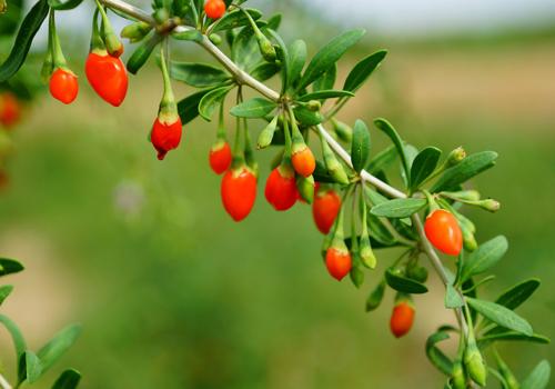 哺乳期可以吃枸杞叶吗（哺乳期可以吃枸杞叶子吗）