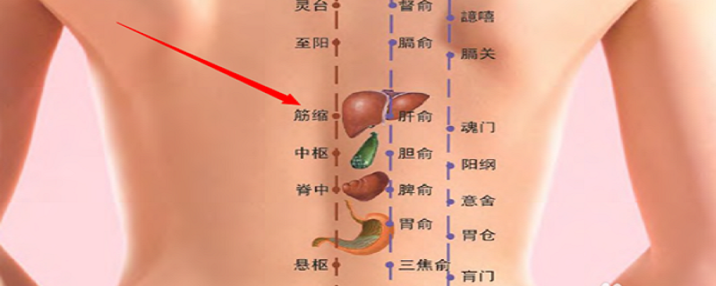 筋缩的准确位置怎么找 筋缩的准确位置和作用